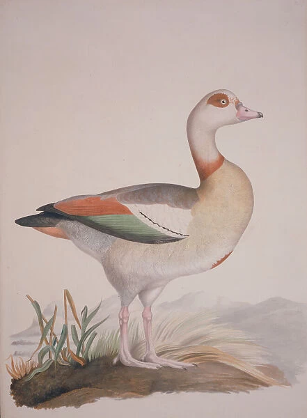Alopochen aegyptiaca, Egyptian goose