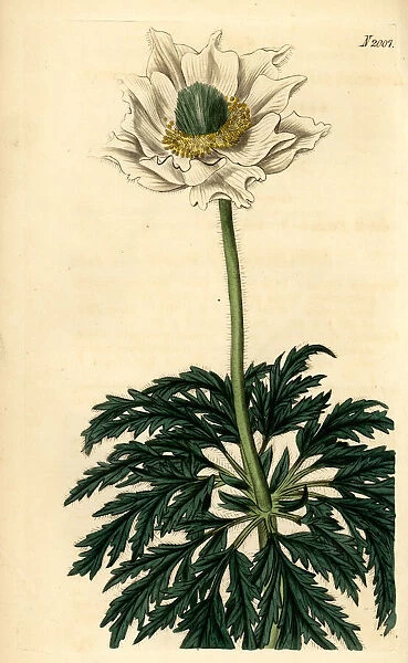 Alpine anemone, Anemone alpina L. var. major