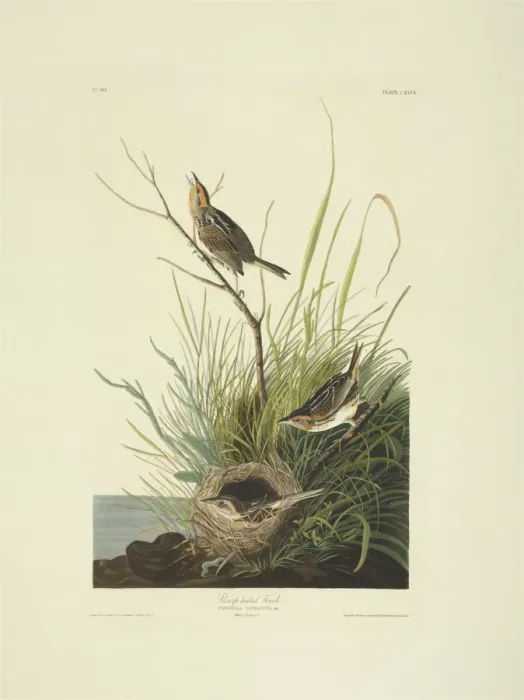 Framed Print : Saltmarsh Sharp-tailed Sparrow Print, hand-coloured aquatint on paper