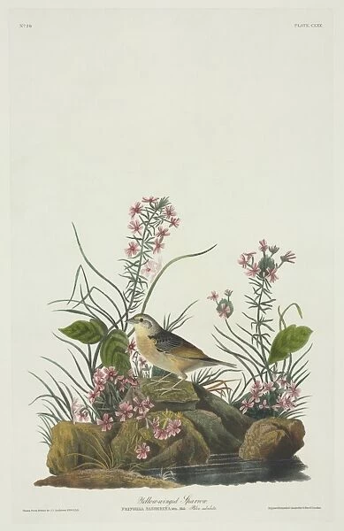 Ammodramus savannarum, grasshopper sparrow
