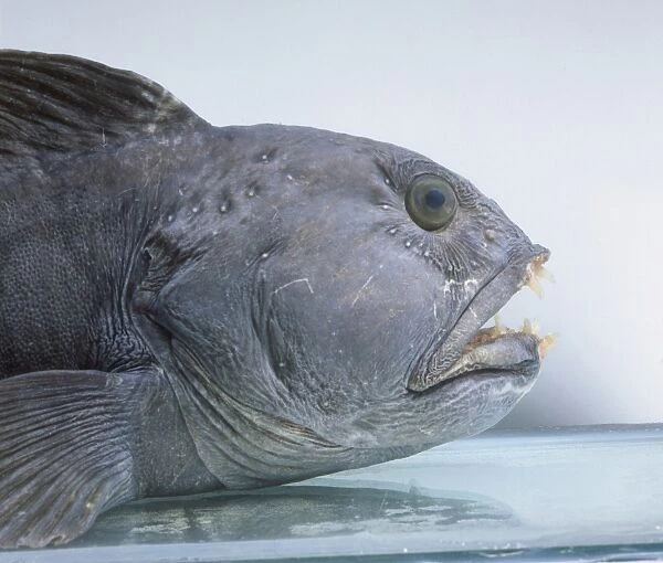 Anarhichas lupus, Atlantic catfish