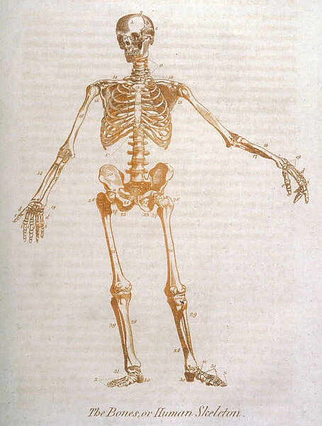 Anatomy: human Skeleton