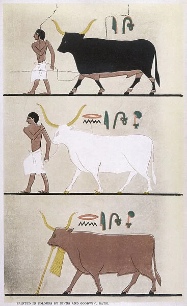 ANCIENT EGYPT CATTLE