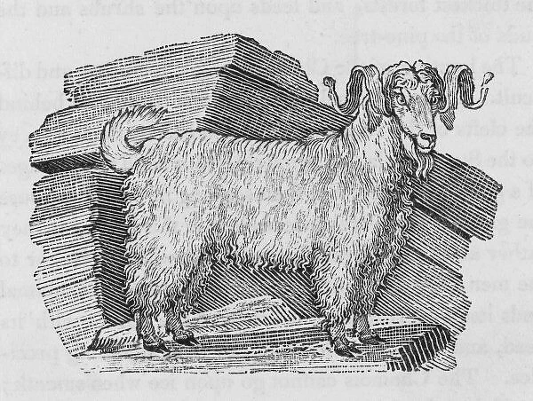 Angora Goat (Bewick)
