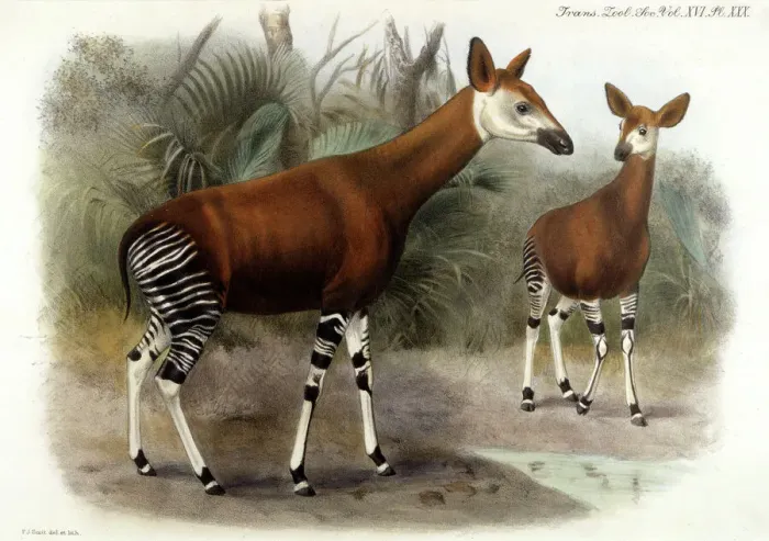 Framed Print : Okapi Print, 1903 by Johnston Framed Print : Okapi Print, 1903 by Johnston