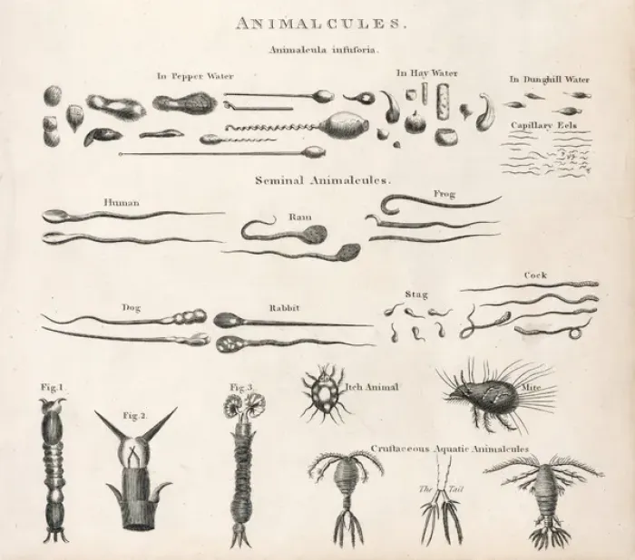 Framed Print : Animalcules Print: Microscopic Creatures Framed Print : Animalcules Print: Microscopic Creatures