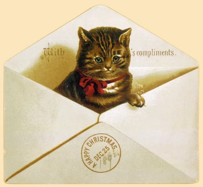 Framed Print : Cat in Envelope Print Framed Print : Cat in Envelope Print