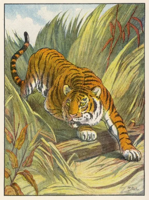 Framed Print : Tiger Print Framed Print : Tiger Print
