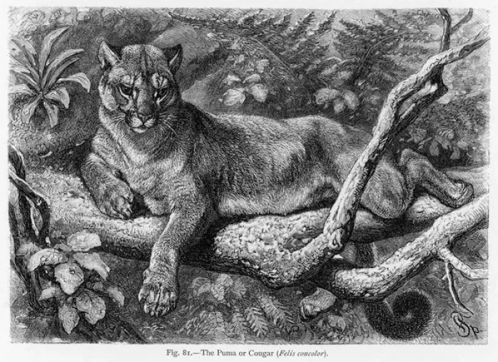 Framed Print : South American Puma Print Framed Print : South American Puma Print