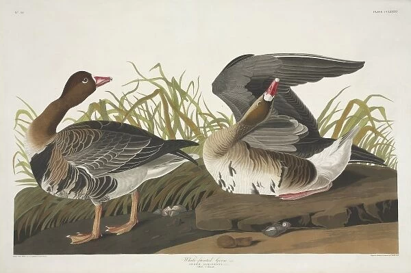 Anser albifrons, greater white-fronted goose