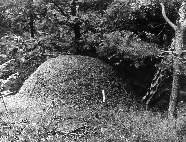 ANT HILL. The nest of a Wood Ant. Date: 1950s