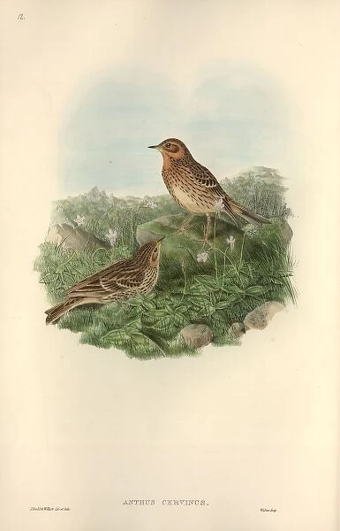 Anthus cervinus, red-throated pipit