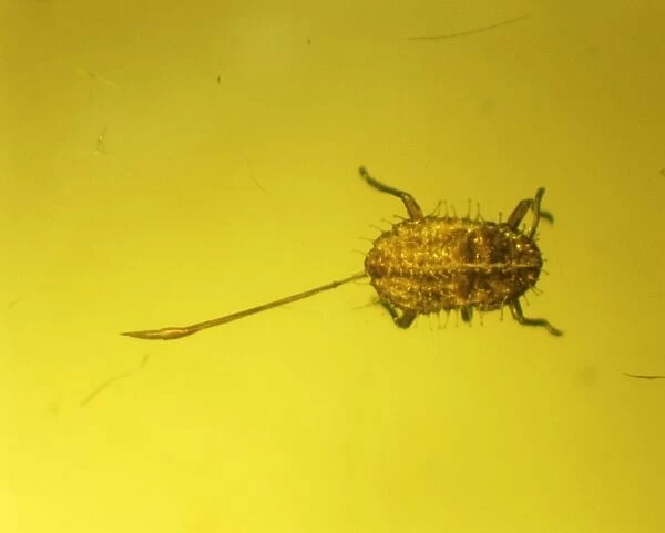 Aphid in amber
