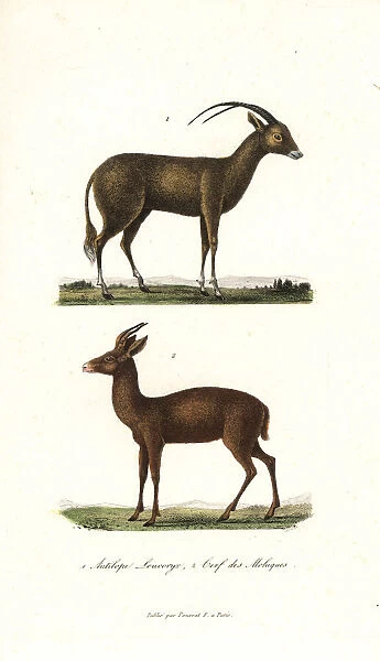 Arabian oryx and Javan rusa deer