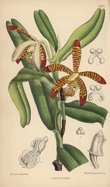 Arachnanthe clarkei, striped orchid of the