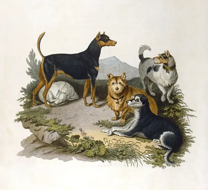 Framed Print : Assorted Terriers 1800 Print Framed Print : Assorted Terriers 1800 Print