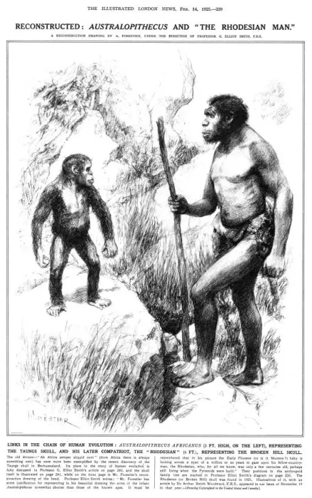 Framed Print : 1925 Print: Australopithecus and the Rhodesian Man Framed Print : 1925 Print: Australopithecus and the Rhodesian Man
