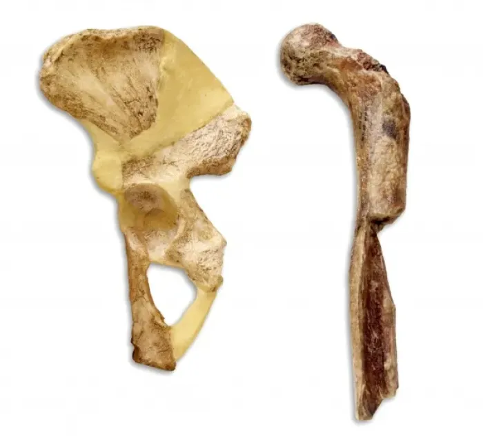 Framed Print : Australopithecus sp. Thigh & Hip Bone Print Framed Print : Australopithecus sp. Thigh & Hip Bone Print