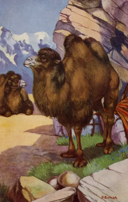 Framed Print : Bactrian Camel Print, 1923 Framed Print : Bactrian Camel Print, 1923
