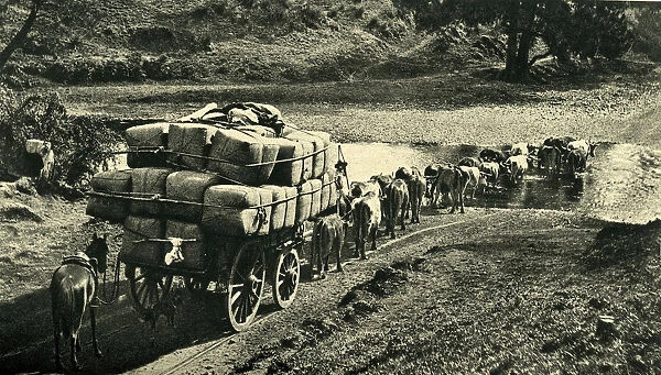 Bales of wool being transported from Riverina, Australia