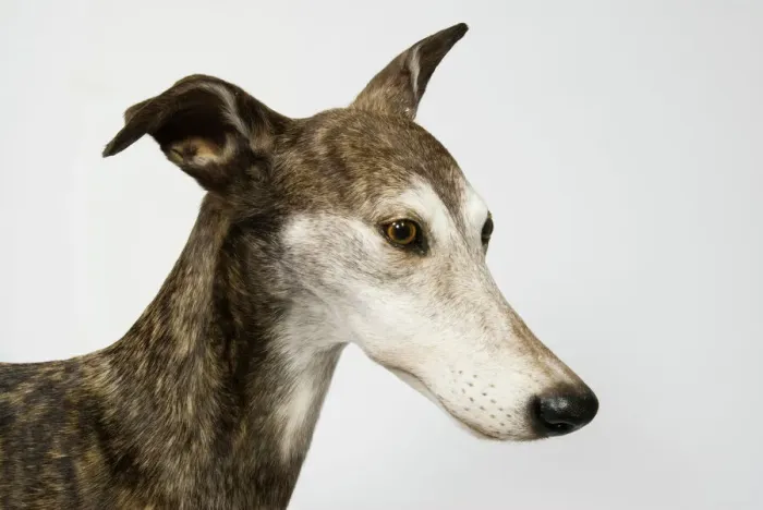 Framed Print : Ballyregan Bob, Greyhound Print: Tring Museum Specimen Framed Print : Ballyregan Bob, Greyhound Print: Tring Museum Specimen