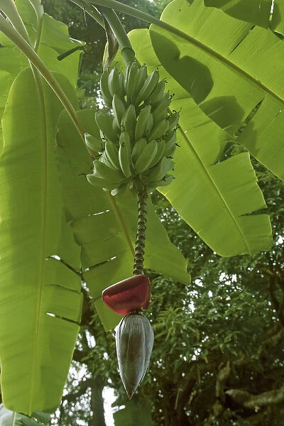Bananas on tree