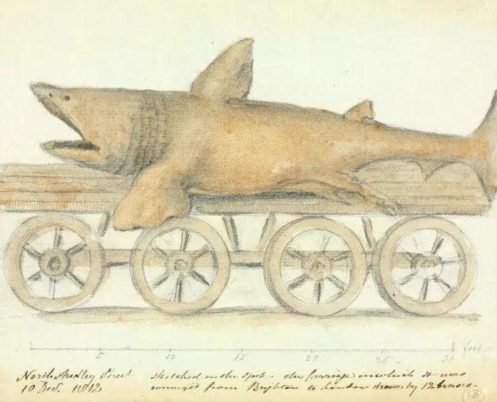 Framed Print : Basking Shark Transport Print, 10th Dec 1812 Framed Print : Basking Shark Transport Print, 10th Dec 1812