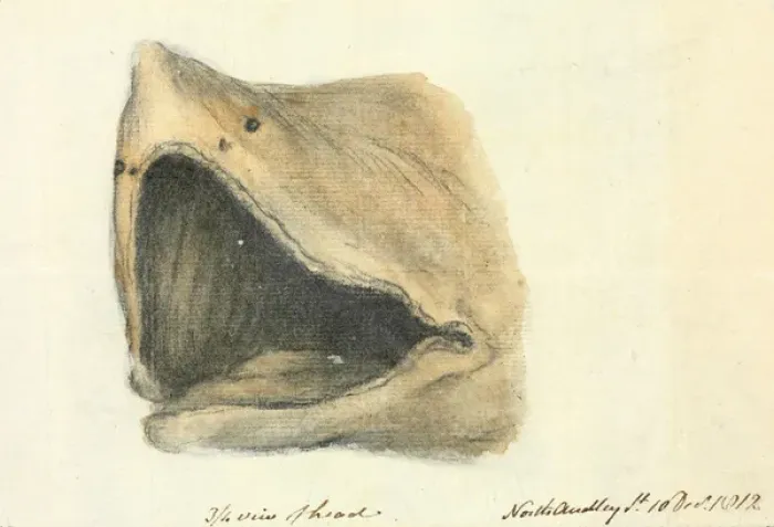 Framed Print : Hand-drawn Basking Shark Print, 1812 Framed Print : Hand-drawn Basking Shark Print, 1812