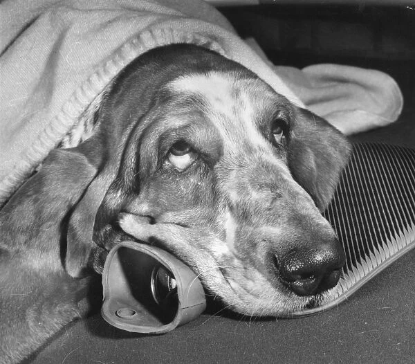 Basset hound with hot water bottle and blanket