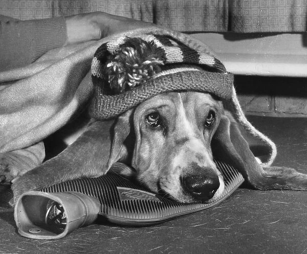 Basset hound with woolly hat and hot water bottle