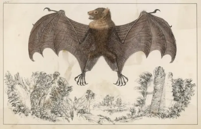 Framed Print : Bat Print, Coloured Anon