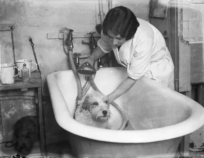 Framed Print : Bathing a Dog Print Framed Print : Bathing a Dog Print