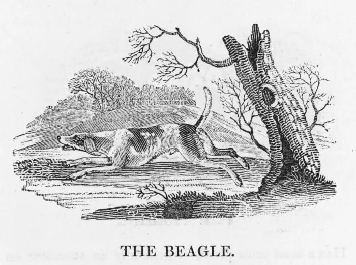 Framed Print : Bewick's Print of a Beagle Tracking Hare Framed Print : Bewick's Print of a Beagle Tracking Hare