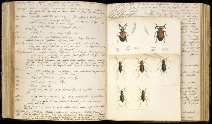 Framed Print : Double Page Spread of Beetle Illustrations Print Framed Print : Double Page Spread of Beetle Illustrations Print