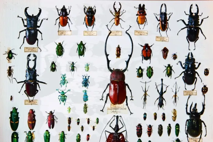 Framed Print : Beetle Specimens from the Wallace Collection Print Framed Print : Beetle Specimens from the Wallace Collection Print