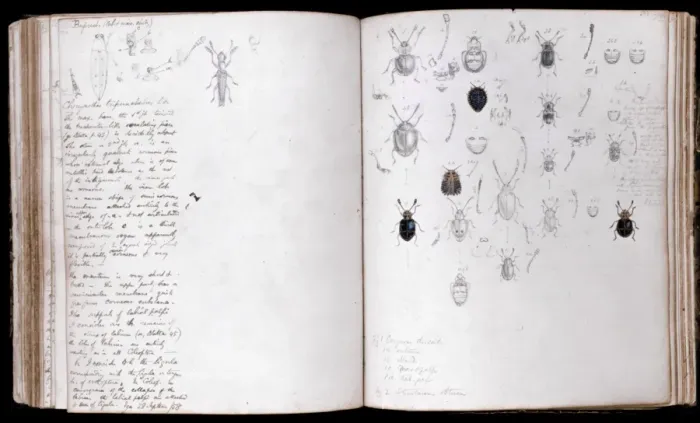 Framed Print : Beetles Page Spread Print by Henry Walter Bates Framed Print : Beetles Page Spread Print by Henry Walter Bates