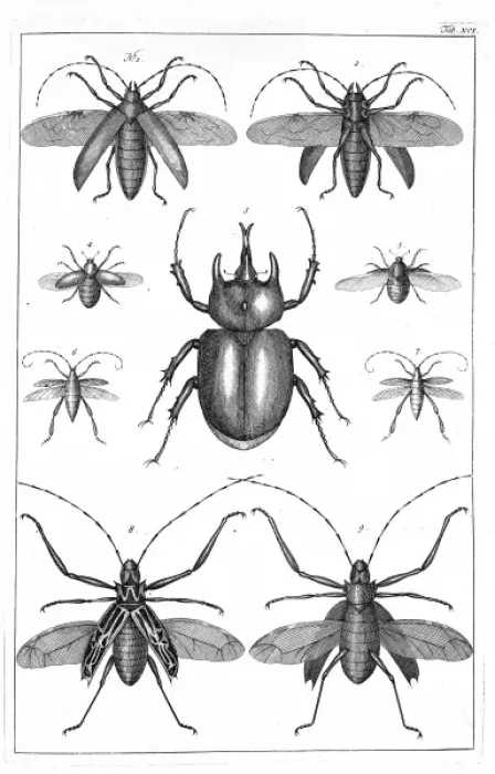 Framed Print : Beetles Illustration Print, 1765 Framed Print : Beetles Illustration Print, 1765