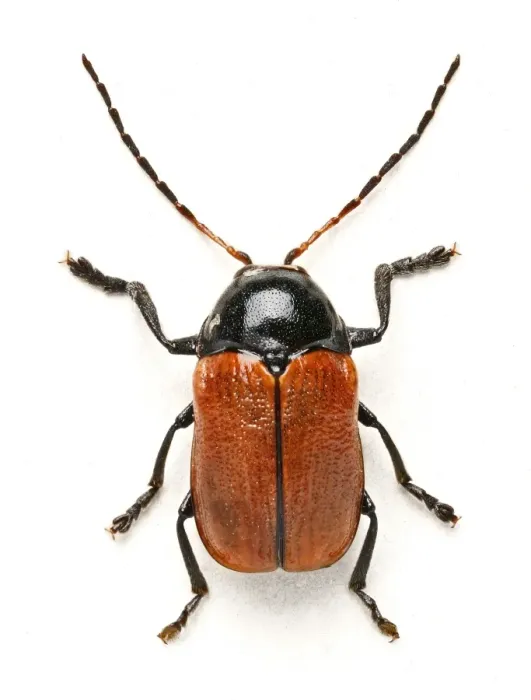 Framed Print : Hazel Pot Beetle Print (Beetles) by Mary Evans Prints Online Framed Print : Hazel Pot Beetle Print (Beetles) by Mary Evans Prints Online