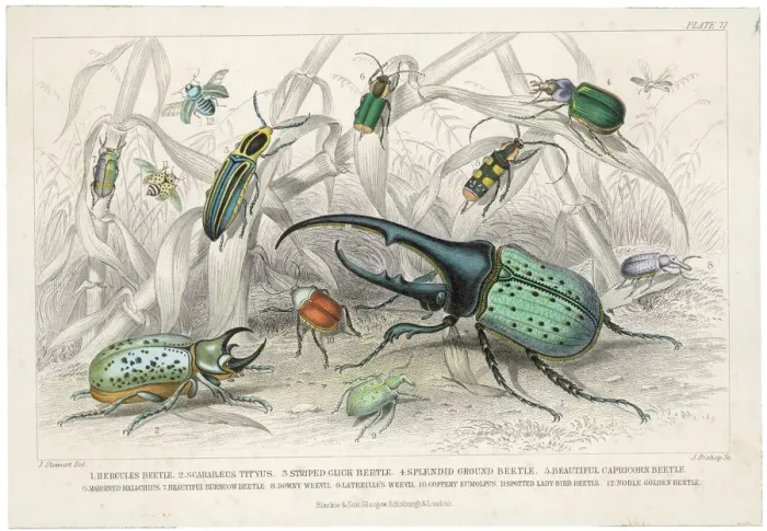 Framed Print : Hercules Beetle Print in Tropical Habitat