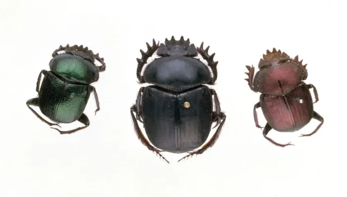 Framed Print : Sacred Scarab Beetle Print: Ancient Symbolism and Modern Importance Framed Print : Sacred Scarab Beetle Print: Ancient Symbolism and Modern Importance