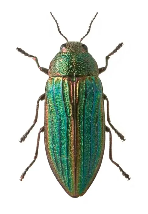 Framed Print : Close-up of Splendour Beetle Print, Natural History Museum Framed Print : Close-up of Splendour Beetle Print, Natural History Museum