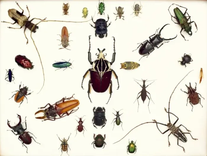 Framed Print : Beetle Specimens Print Framed Print : Beetle Specimens Print