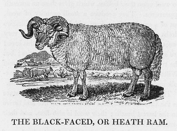 Bewick Blackface Ram
