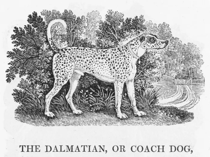 Framed Print : Bewick Dalmatian Print Framed Print : Bewick Dalmatian Print
