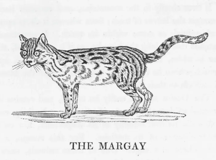 Framed Print : Bewick's Cat Print - Margay Climbing Framed Print : Bewick's Cat Print - Margay Climbing