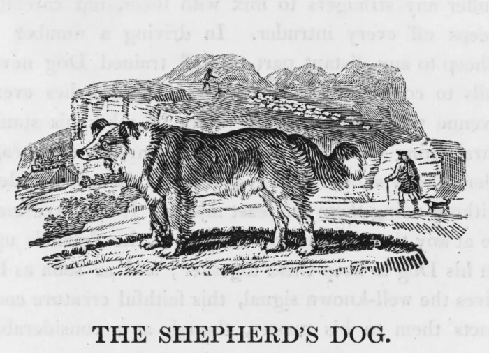 Framed Print : Bewick's Shepherd Dog Print Framed Print : Bewick's Shepherd Dog Print