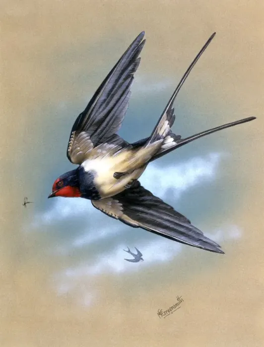 Framed Print : A Swallow in Flight Print Framed Print : A Swallow in Flight Print