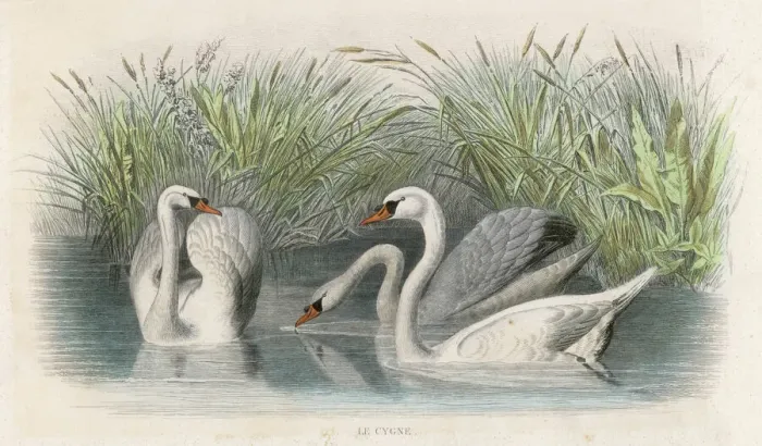Framed Print : Three Swans Print: A Waterbird Scene