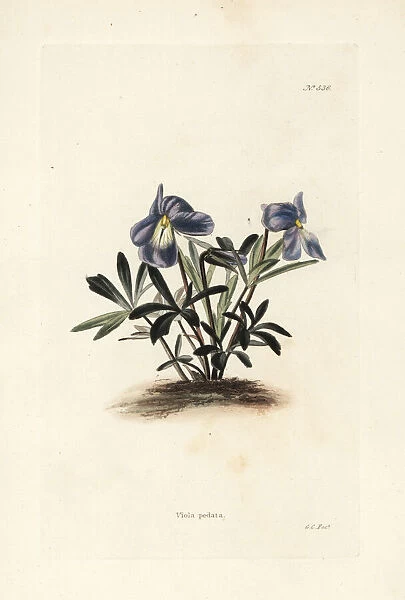 Birdsfoot violet, Viola pedata