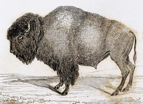 Bison. Engraving, 1841